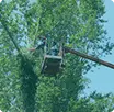 Расчистка трасс ЛЭП