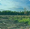 Расчистка лесосек